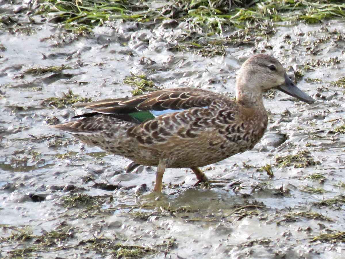 Blue-winged Teal - ML261846951