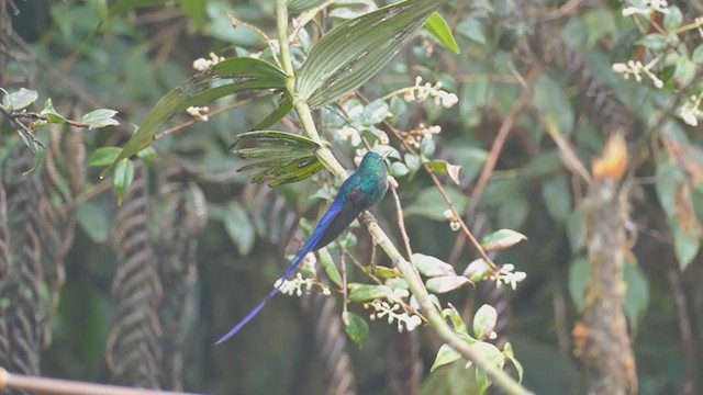 Violet-tailed Sylph - ML261847691