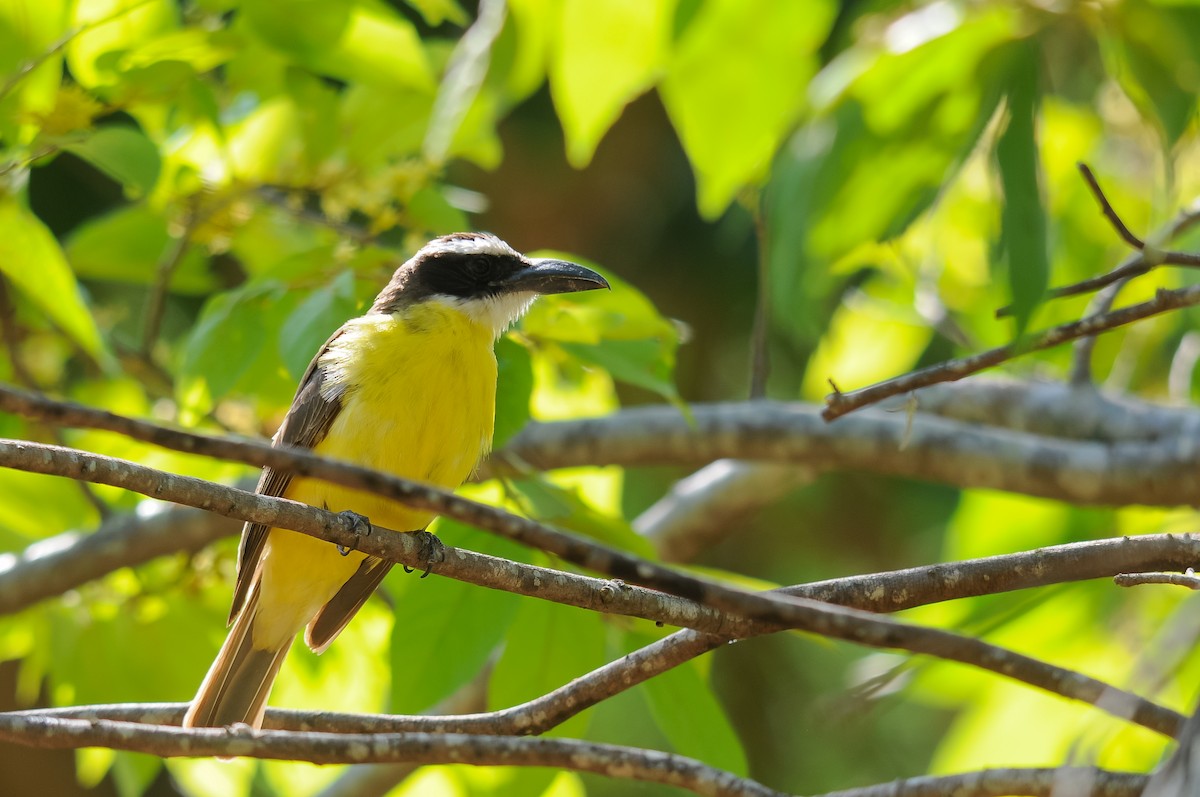 Boat-billed Flycatcher (South American) - Augusto Faustino