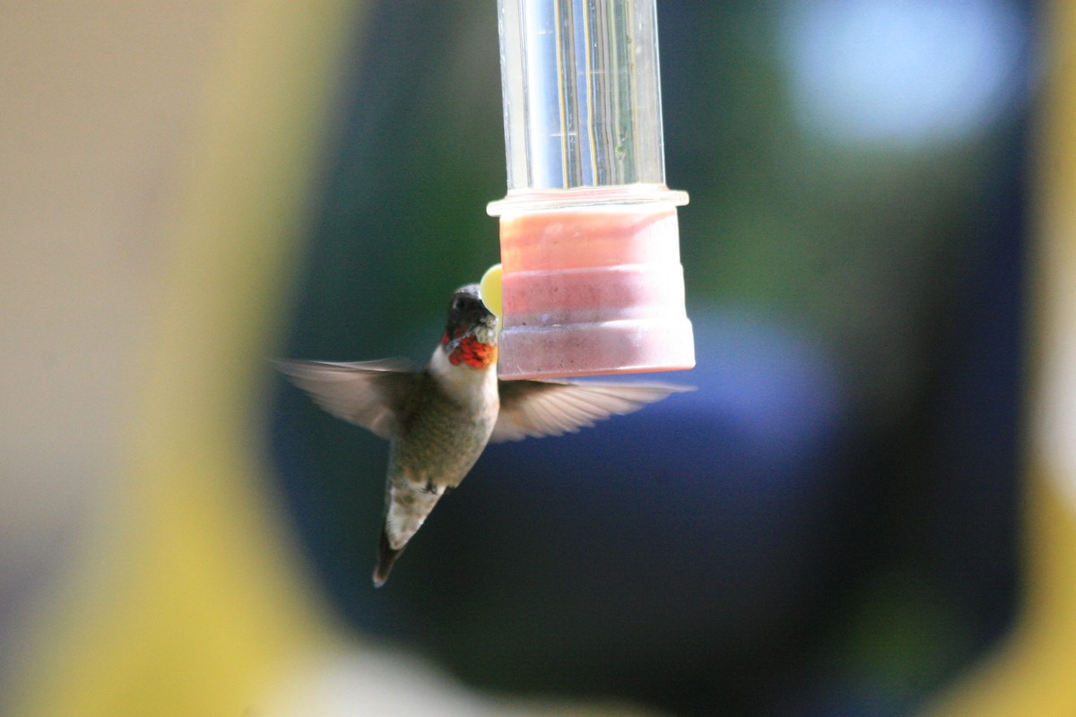Ruby-throated Hummingbird - ML26184891
