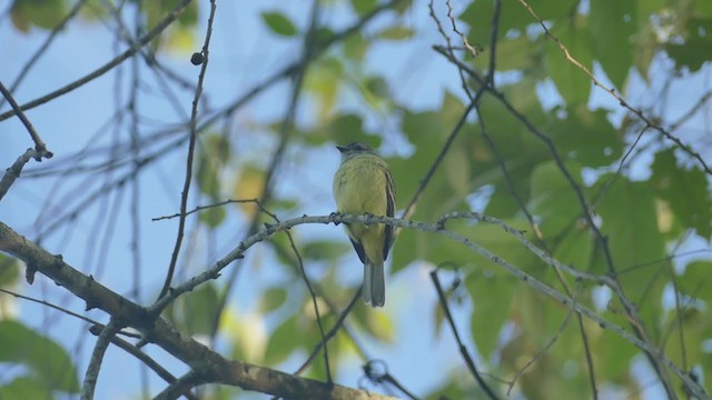 Yellow-crowned Tyrannulet - ML261853831