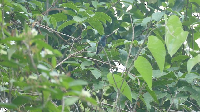 Shining-green Hummingbird - ML261859781
