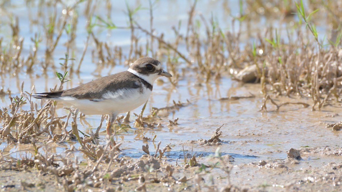 Semipalmated Plover - Miguel Aguilar @birdnomad