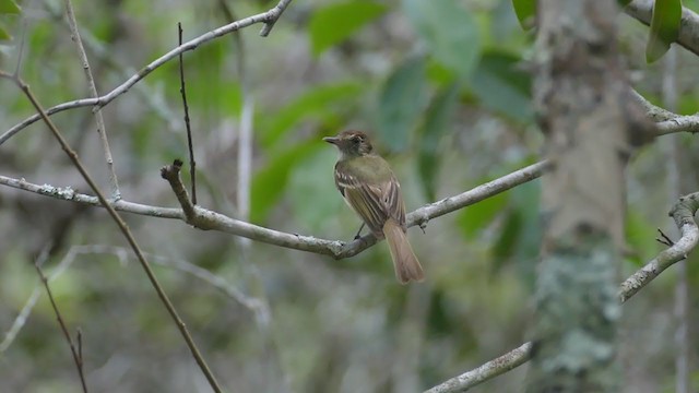 Sepia-capped Flycatcher - ML261860581