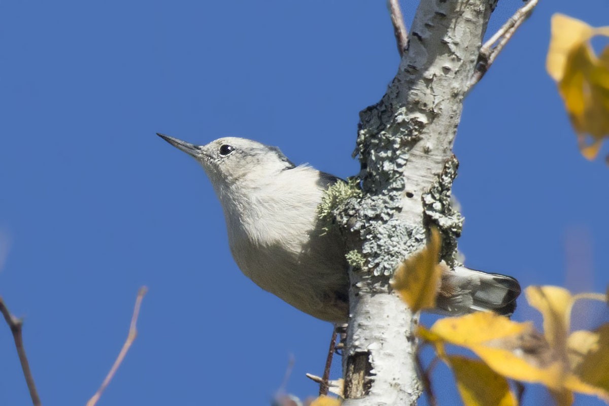 White-breasted Nuthatch - pierre martin