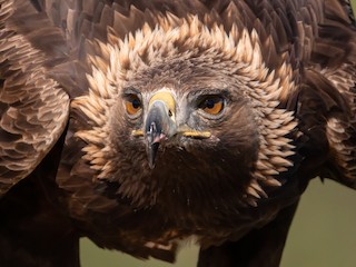 Golden Eagle Aquila Chrysaetos Birds Of The World