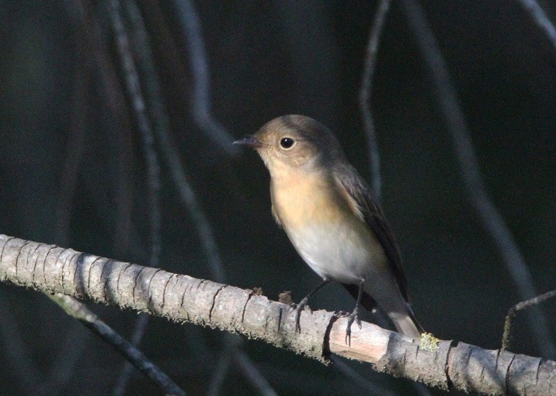 Red-breasted Flycatcher - ML261875511