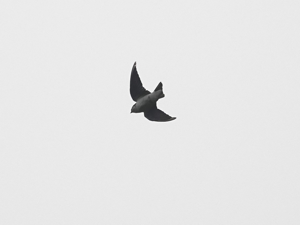 Violet-green Swallow - Norman Uyeda