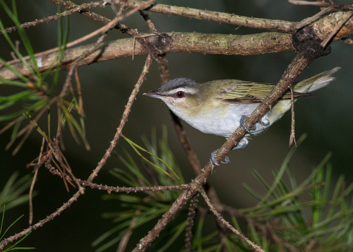 Red-eyed Vireo - Brian Smith
