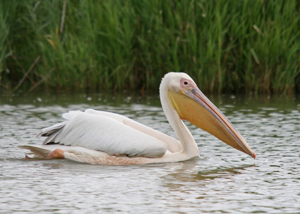 Great White Pelican - Christoph Moning