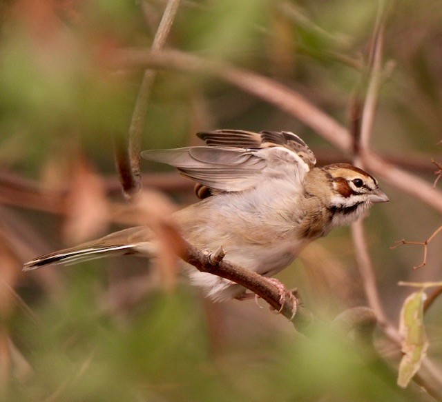 Lark Sparrow - Tom Uslan