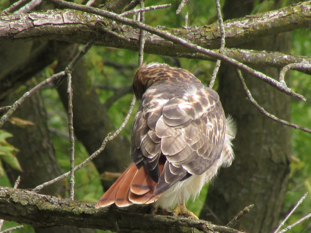 Red-tailed Hawk - ML261889101