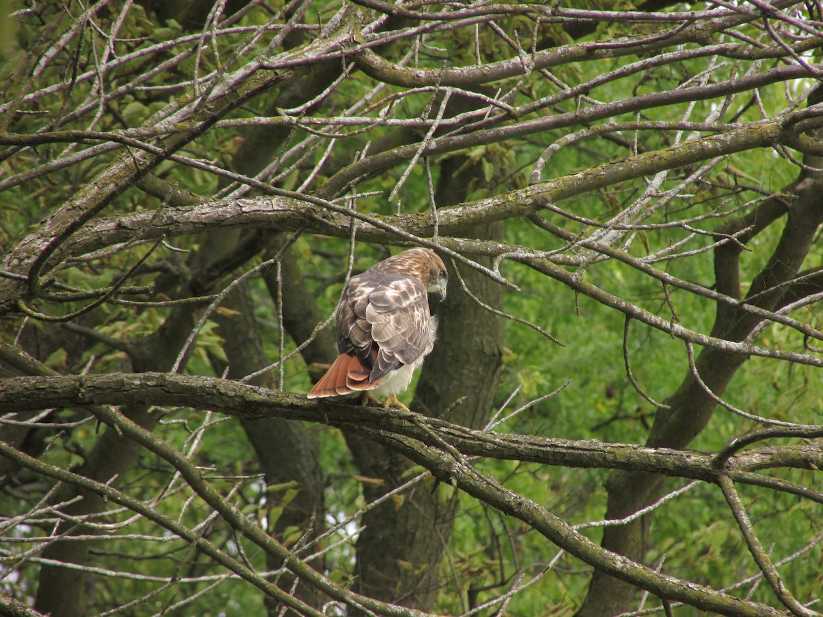 Red-tailed Hawk - ML261889111