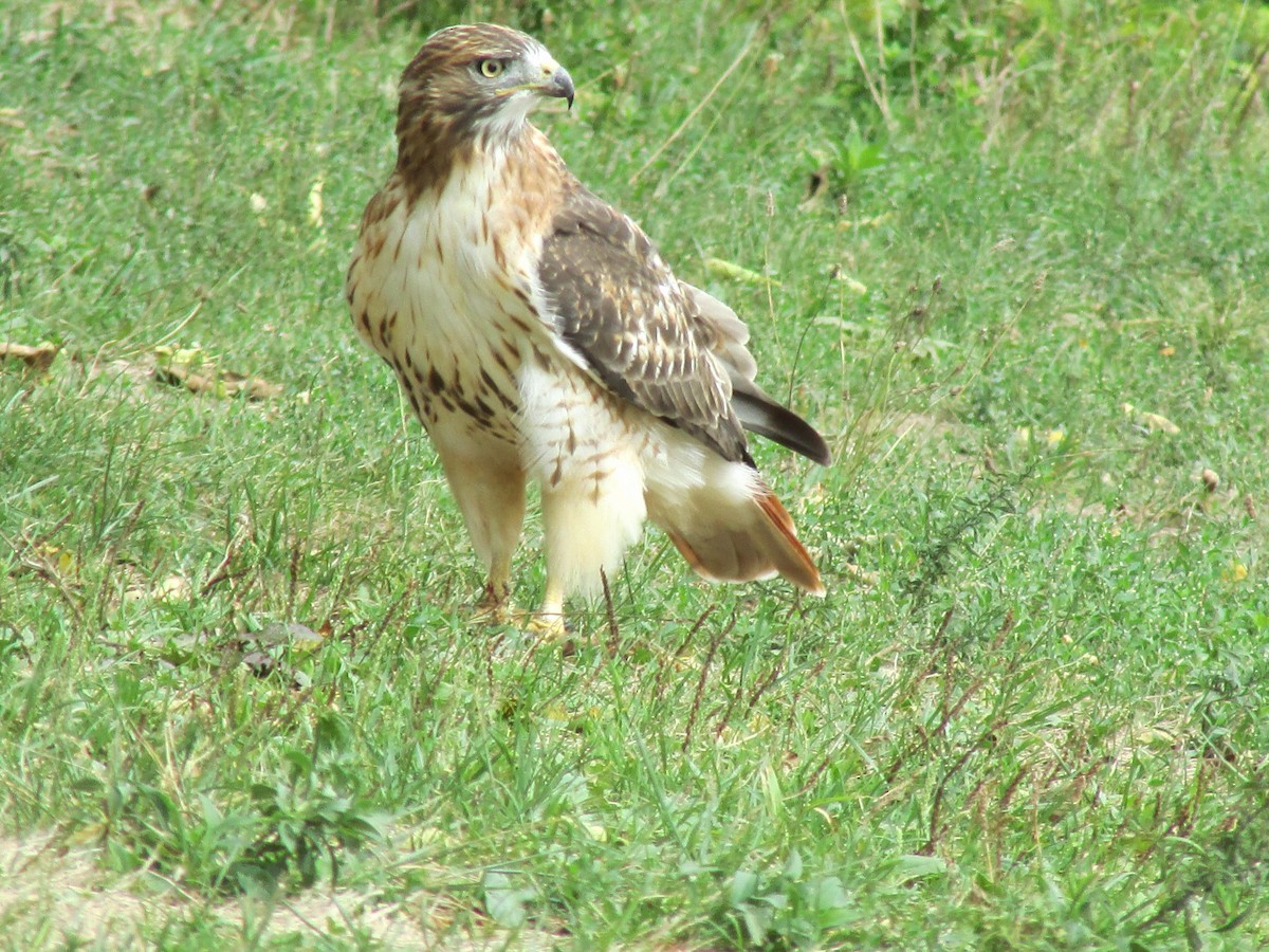 Red-tailed Hawk - ML261889161