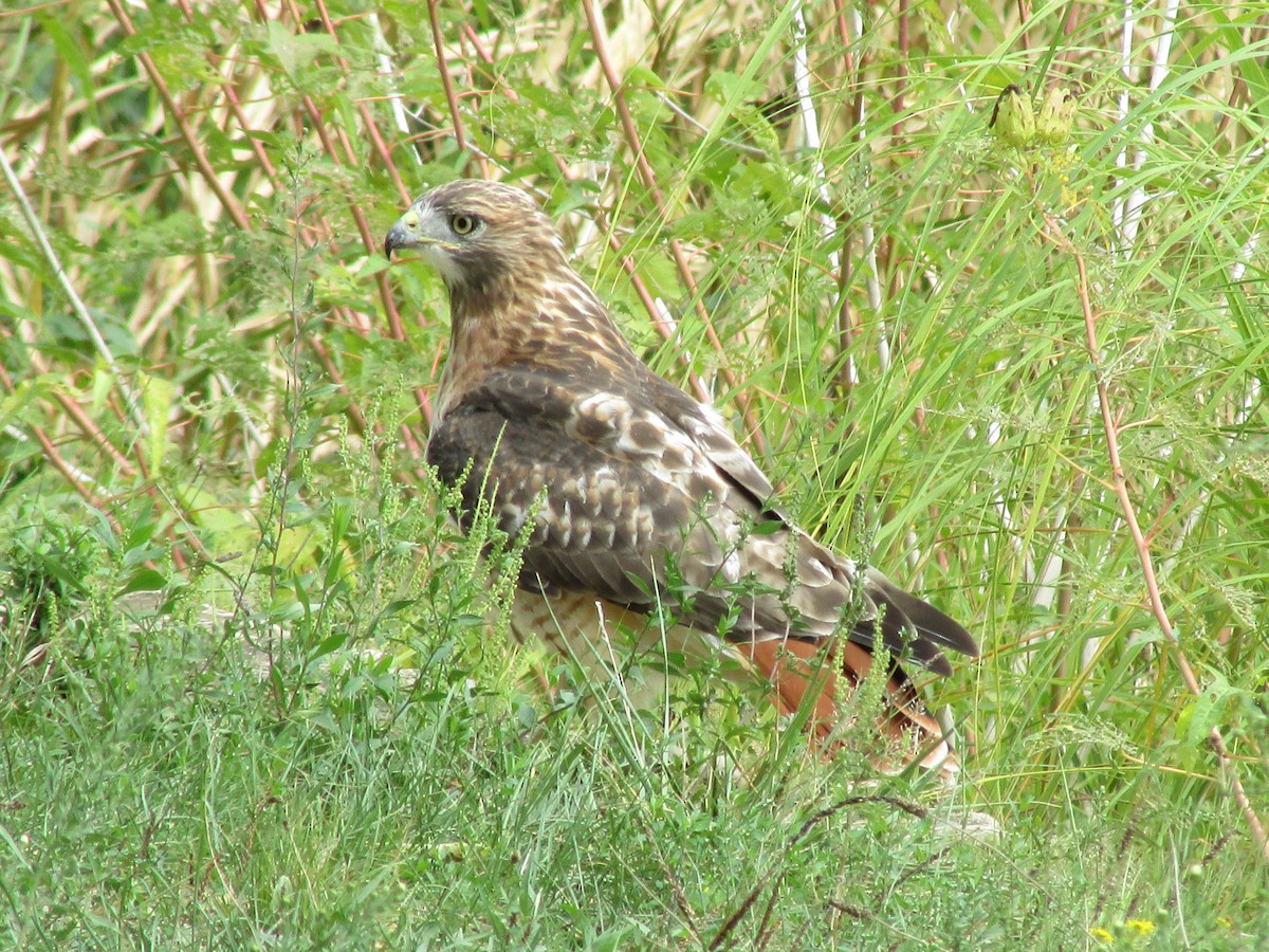 Red-tailed Hawk - ML261889171