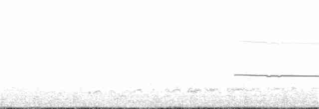 Magellanic Oystercatcher - ML261893461