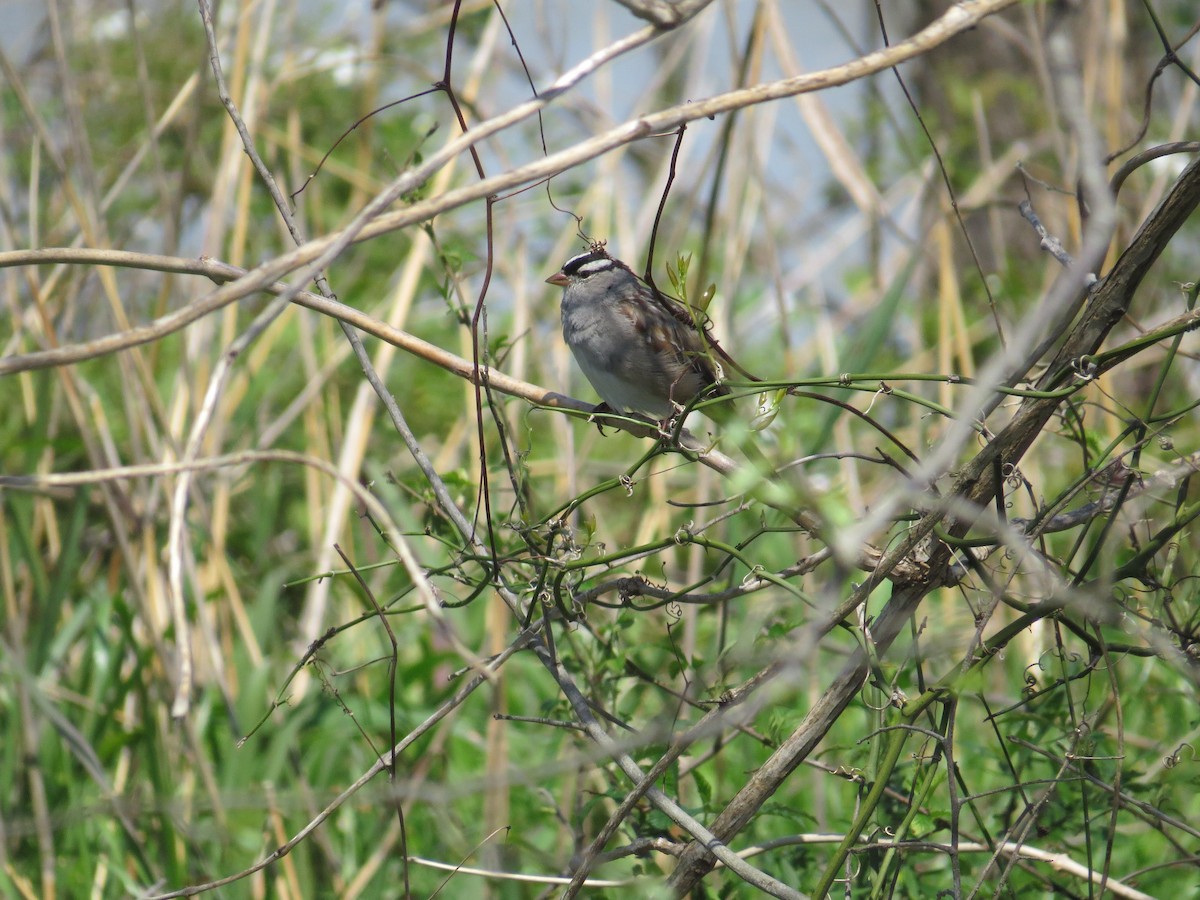 White-crowned Sparrow - ML26189961