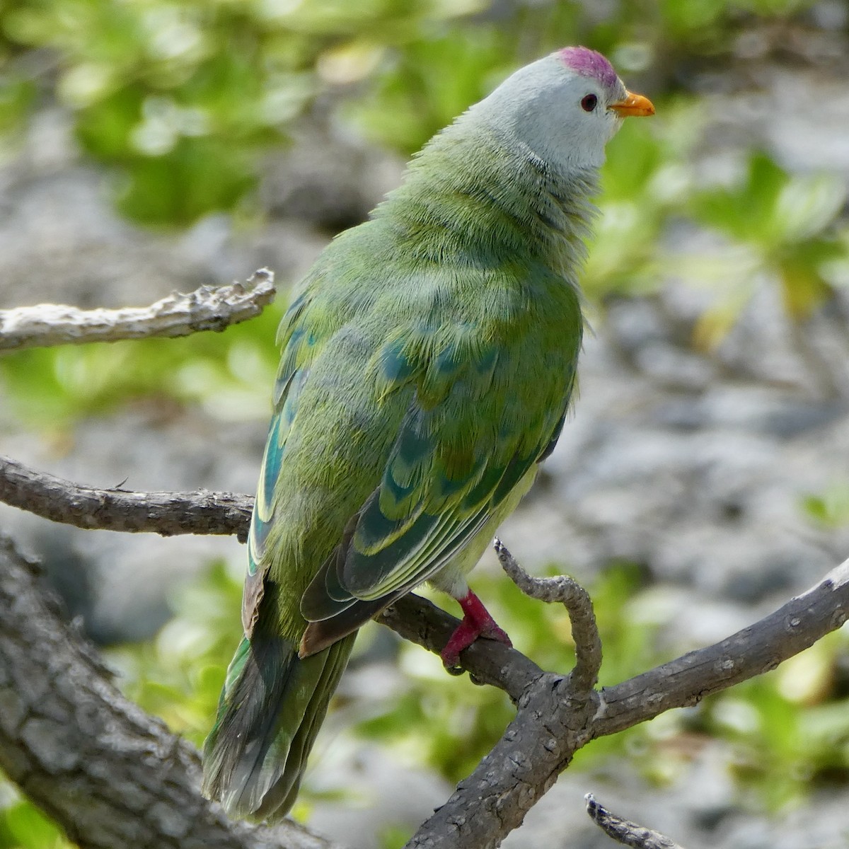 Atoll Fruit-Dove - ML261900851
