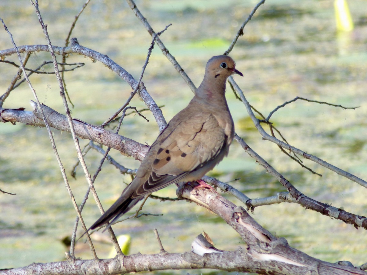 Mourning Dove - Liam Gilroy