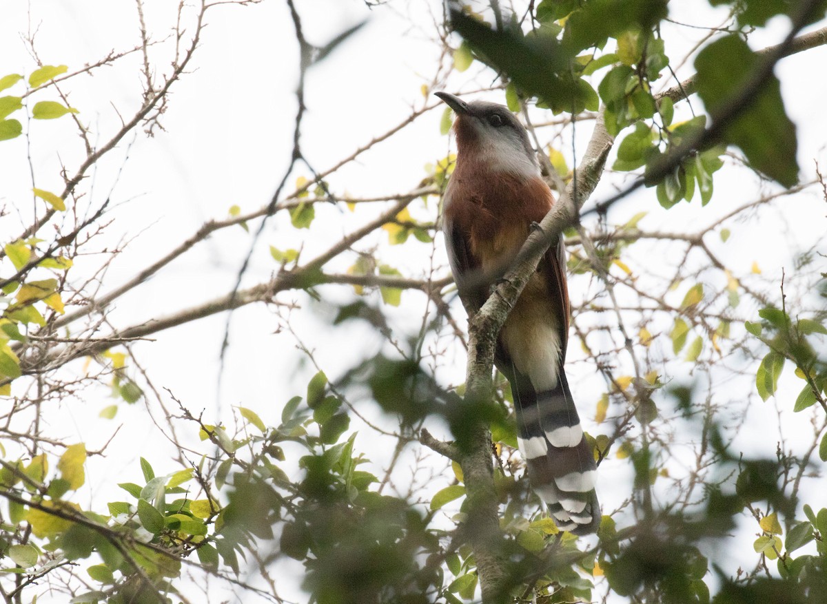 Bay-breasted Cuckoo - Ross Gallardy