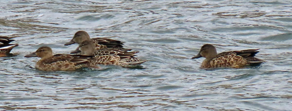 Blue-winged Teal - ML261907981