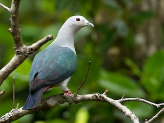  - Island Imperial-Pigeon