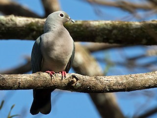  - Island Imperial-Pigeon