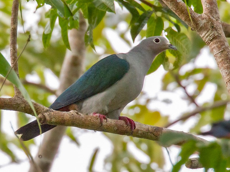 Island Imperial-Pigeon - Lars Petersson