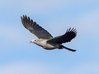  - Island Imperial-Pigeon