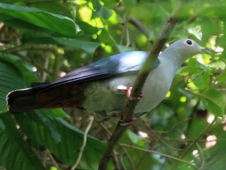  - Island Imperial-Pigeon