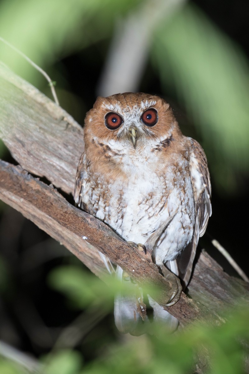 Puerto Rican Owl - ML26191241