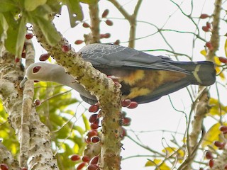  - Pinon's Imperial-Pigeon (Gray-headed)