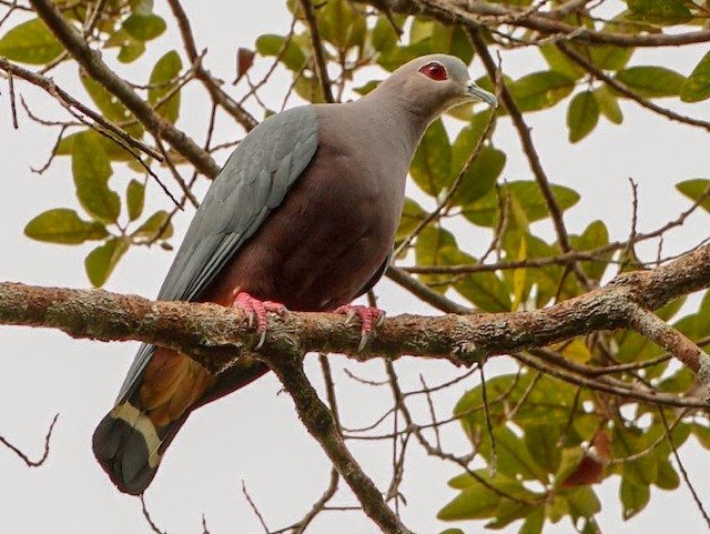 Photos - Pinon's Imperial-Pigeon - Ducula pinon - Birds of the World