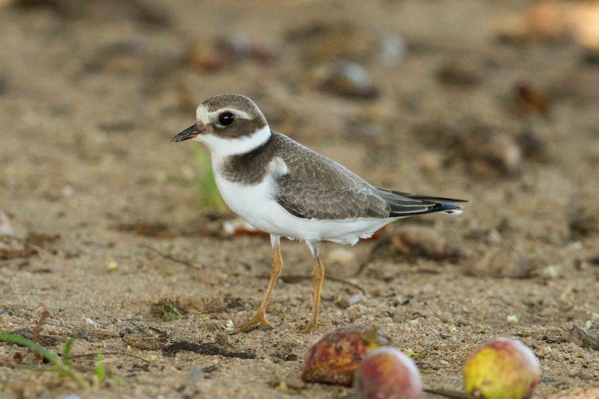Common Ringed Plover - ML26191701