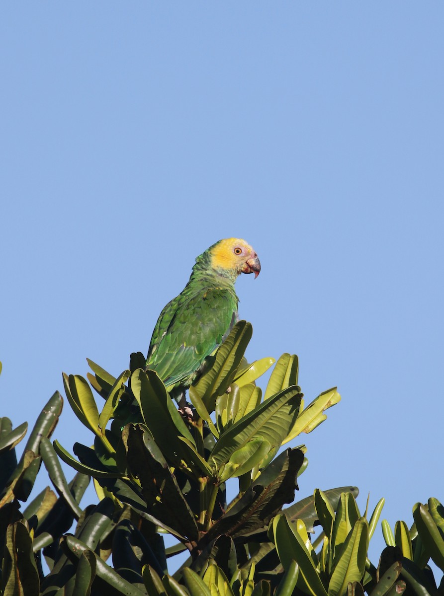 Yellow-faced Parrot - ML261918311