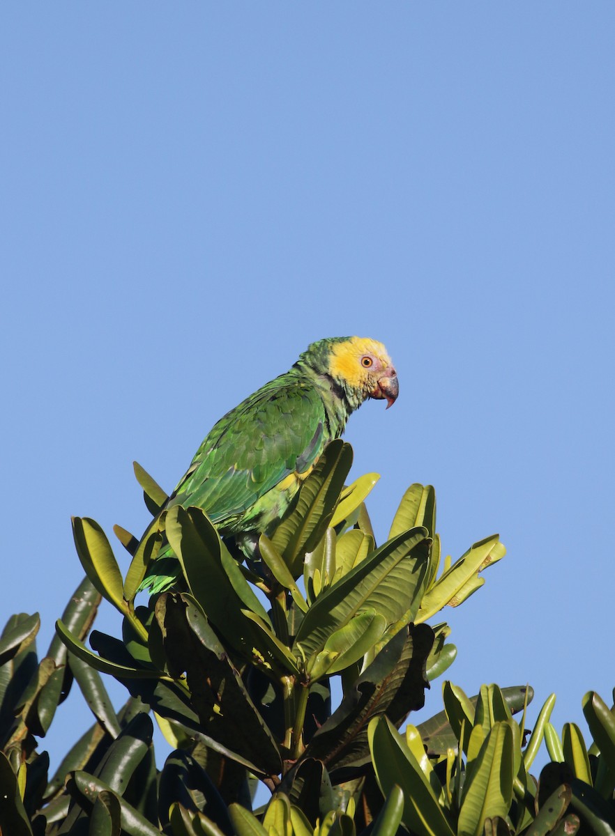 Yellow-faced Parrot - ML261918321