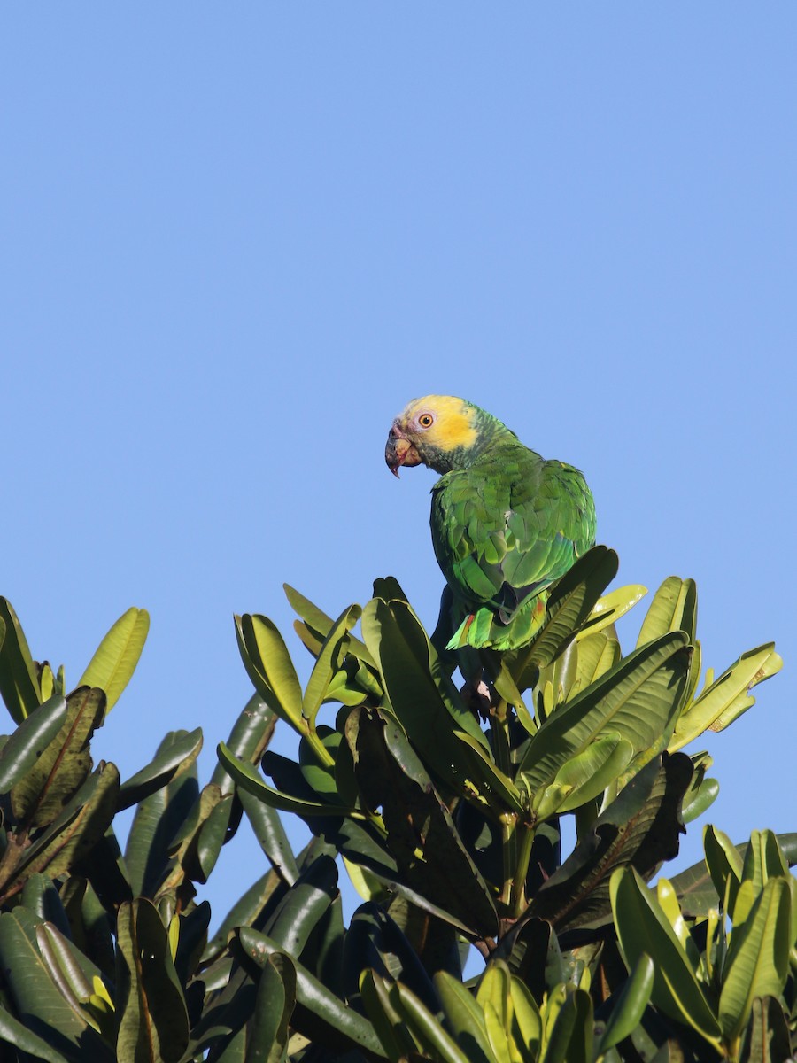 Yellow-faced Parrot - ML261918341