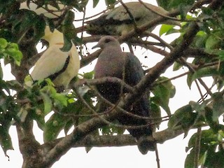  - Pinon's Imperial-Pigeon