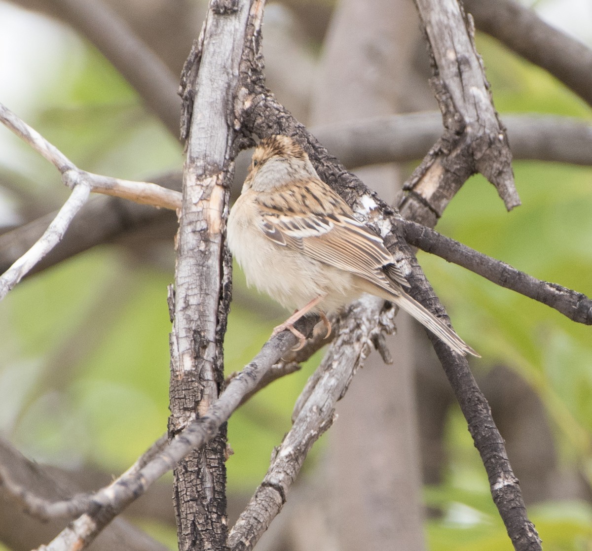 Clay-colored Sparrow - ML261921351
