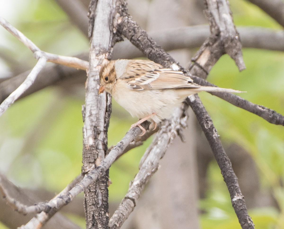 Clay-colored Sparrow - ML261921361