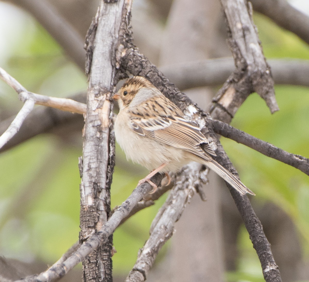 Clay-colored Sparrow - ML261921371