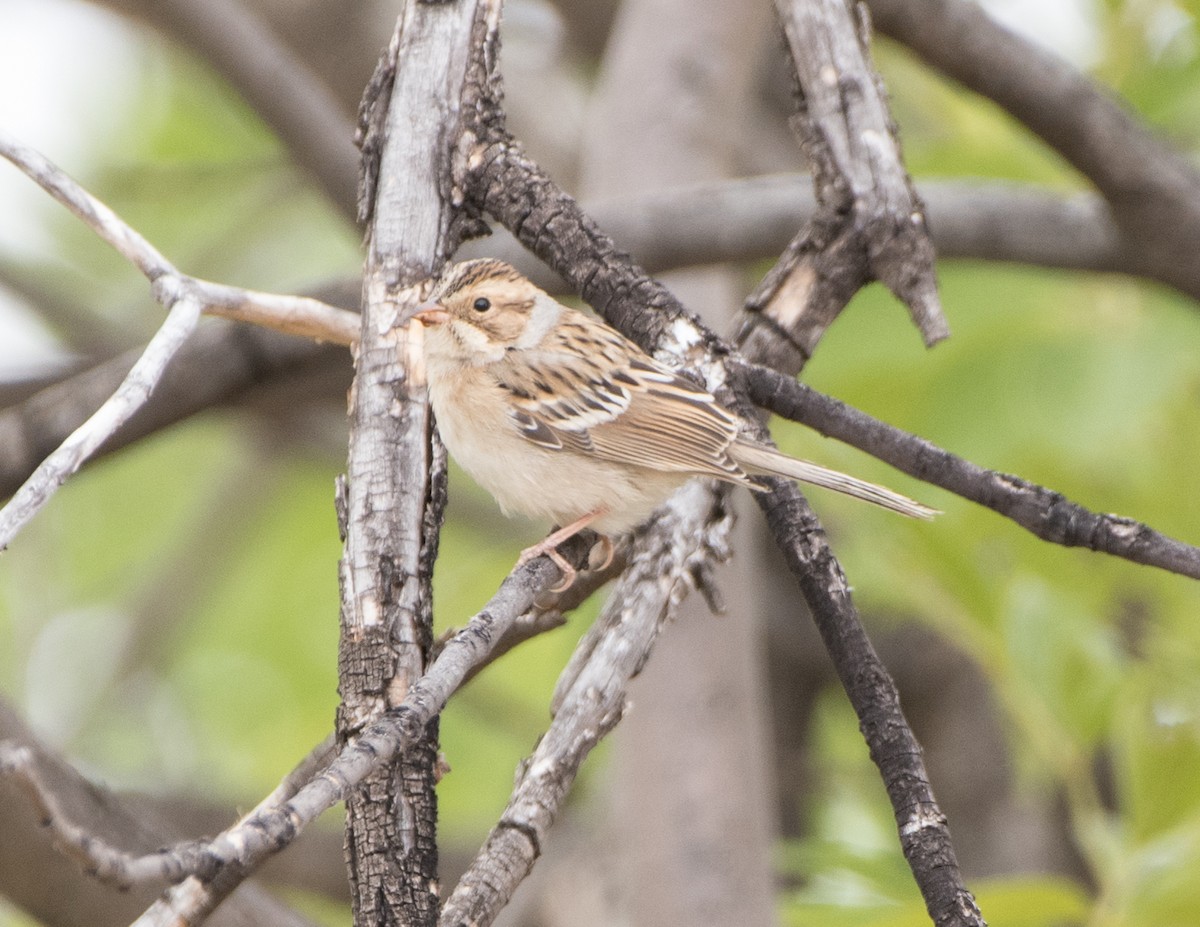 Clay-colored Sparrow - ML261921631