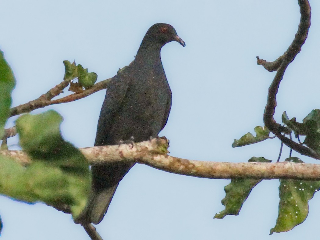 black pigeon