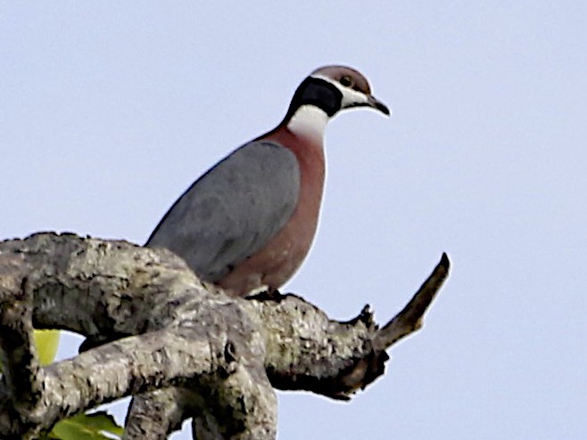Collared Imperial-Pigeon - Jennifer Spry