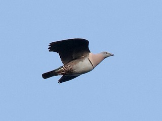 バラムネミカドバト - eBird