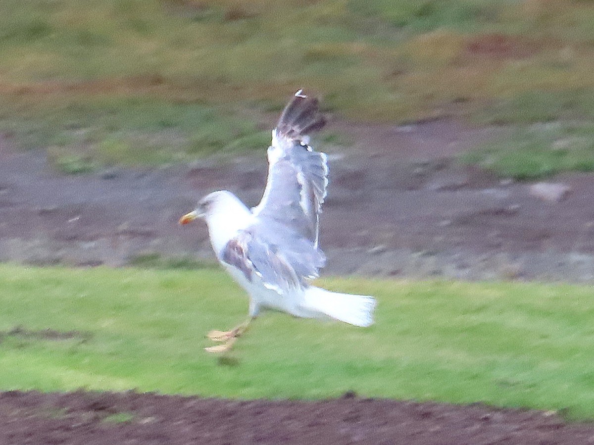Yellow-legged Gull (atlantis) - ML261928881