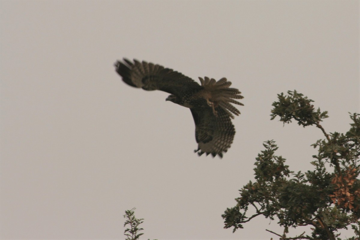 Red-tailed Hawk - ML261936811