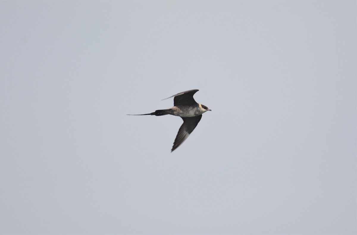 Long-tailed Jaeger - ML261939451