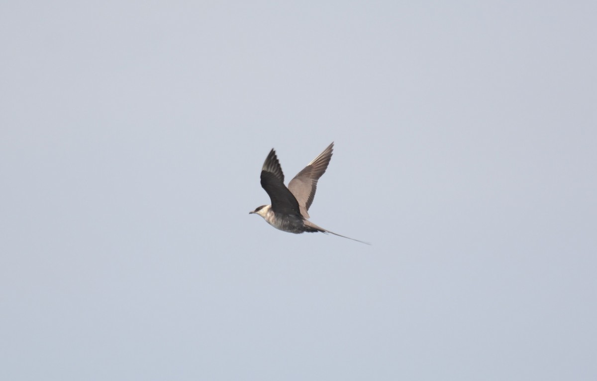 Long-tailed Jaeger - ML261939871