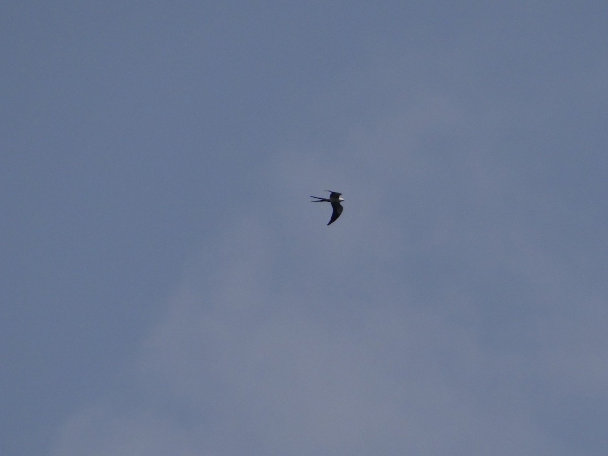 Swallow-tailed Kite - Guilherme Lopes